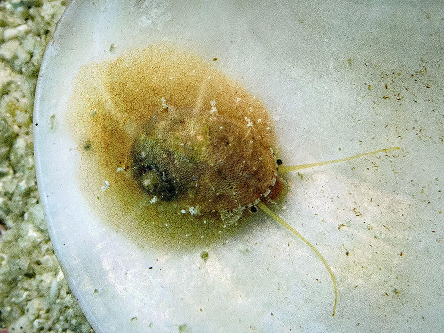 Stomatella 01